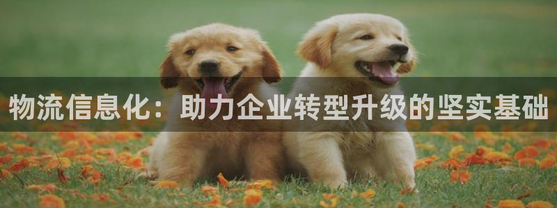 多多28客服一直不回消息怎么办：物流信息化：助力企业转型升级